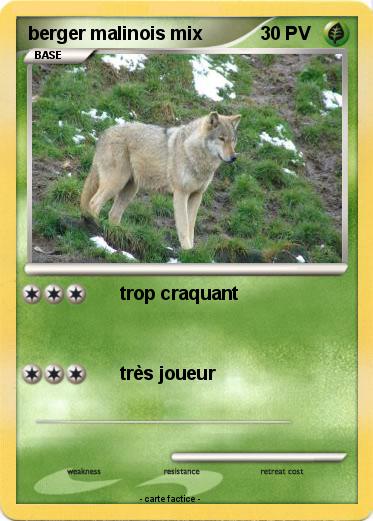 Pokemon berger malinois mix