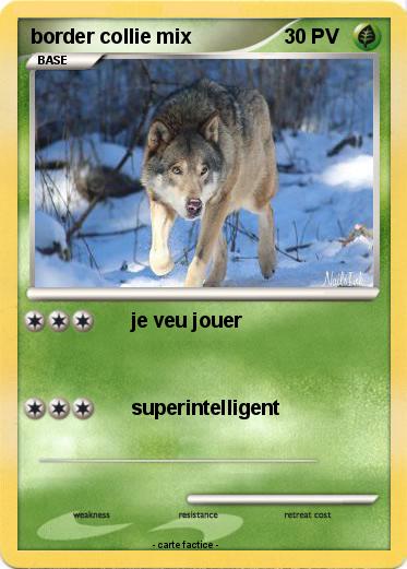 Pokemon border collie mix