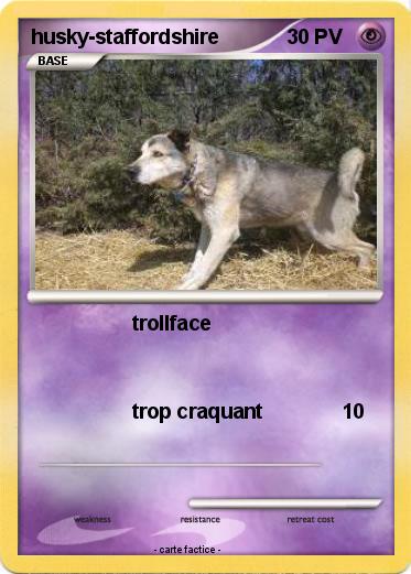 Pokemon husky-staffordshire