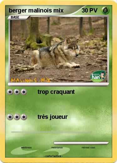 Pokemon berger malinois mix