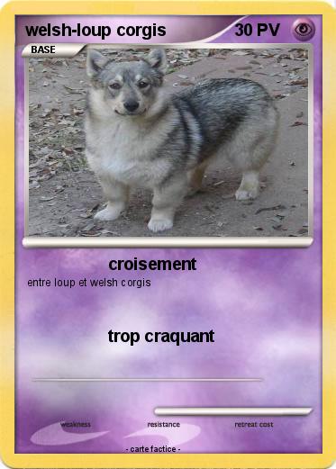 Pokemon welsh-loup corgis
