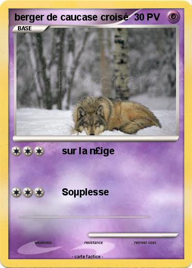 Pokemon berger de caucase croisé