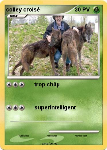 Pokemon colley croisé