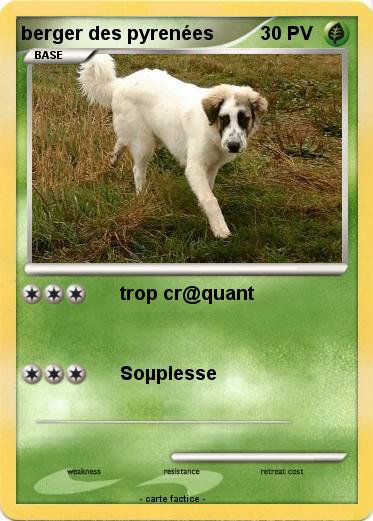 Pokemon berger des pyrenées