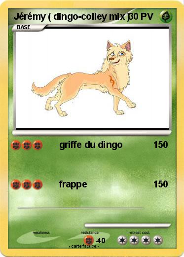 Pokemon Jérémy ( dingo-colley mix )