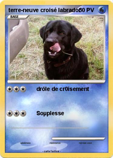 Pokemon terre-neuve croisé labrador