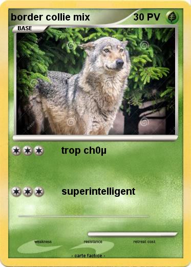 Pokemon border collie mix