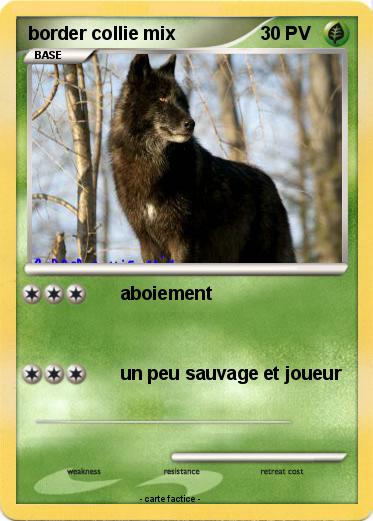 Pokemon border collie mix