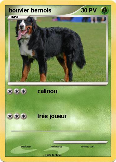 Pokemon bouvier bernois