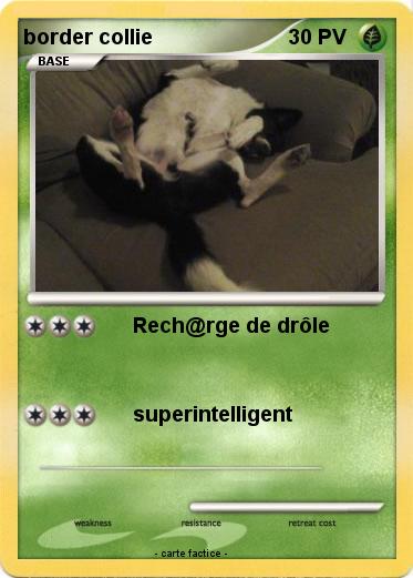 Pokemon border collie