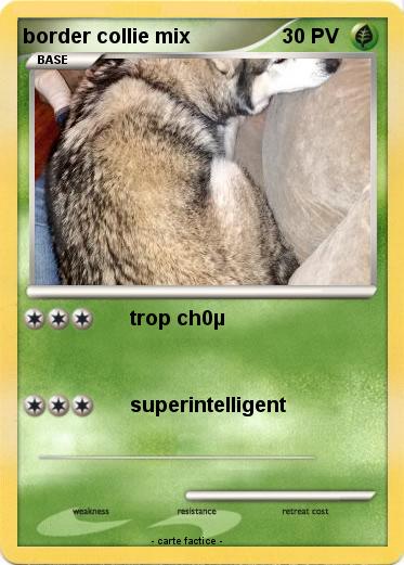 Pokemon border collie mix