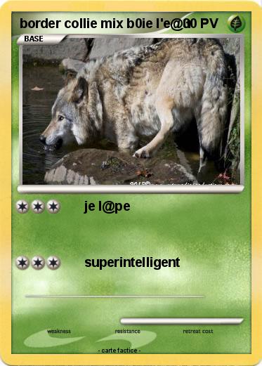 Pokemon border collie mix b0ie l'e@u