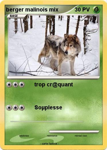 Pokemon berger malinois mix