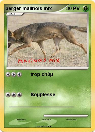 Pokemon berger malinois mix