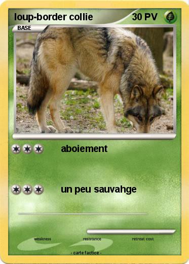 Pokemon loup-border collie