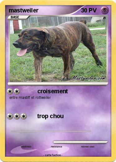Pokemon mastweiler