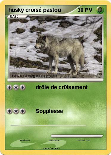 Pokemon husky croisé pastou