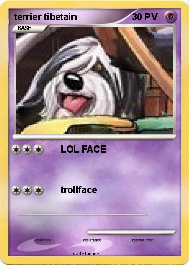 Pokemon terrier tibetain