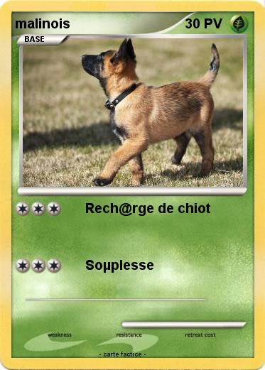 Pokemon malinois