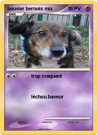 Pokemon bouvier bernois mix
