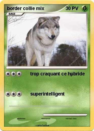 Pokemon border collie mix