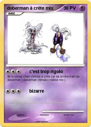 Pokemon doberman à crête mix