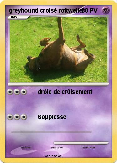 Pokemon greyhound croisé rottweiler