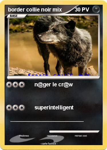 Pokemon border collie noir mix