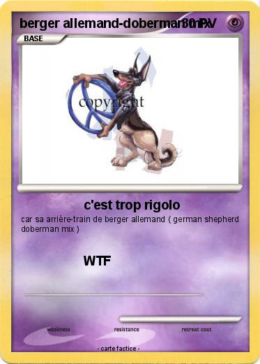 Pokemon berger allemand-doberman mix