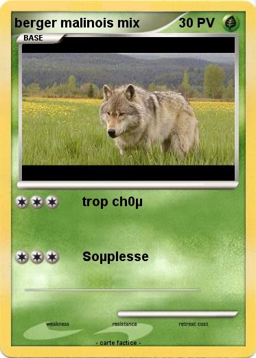 Pokemon berger malinois mix
