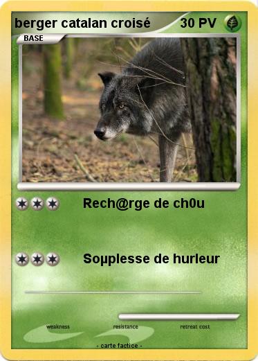 Pokemon berger catalan croisé