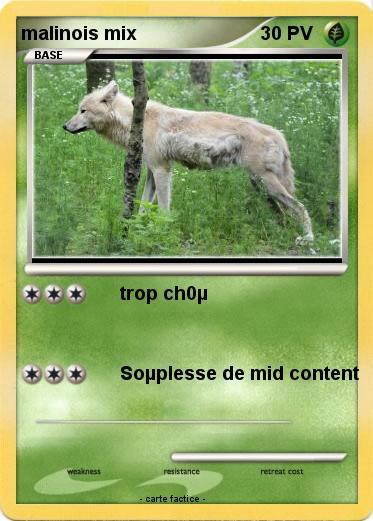 Pokemon malinois mix