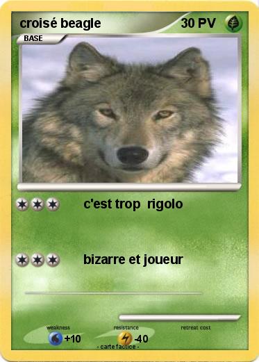 Pokemon croisé beagle