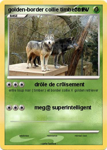 Pokemon golden-border collie timber mix