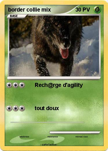 Pokemon border collie mix