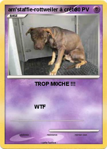 Pokemon am'staffie-rottweiler à crète