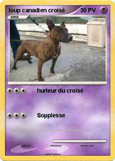Pokemon loup canadien croisé