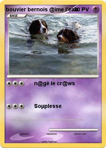 Pokemon bouvier bernois @ime l'eau