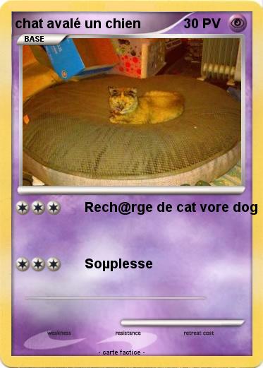 Pokemon chat avalé un chien