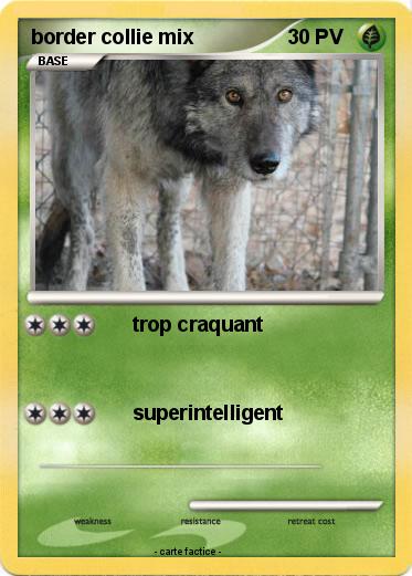 Pokemon border collie mix