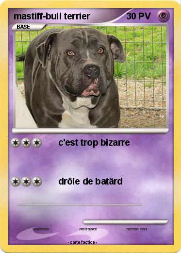Pokemon mastiff-bull terrier