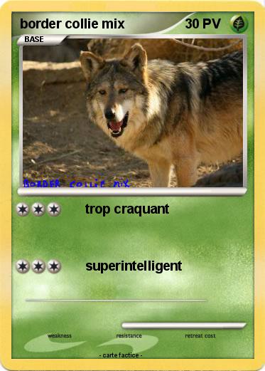 Pokemon border collie mix