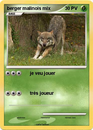 Pokemon berger malinois mix