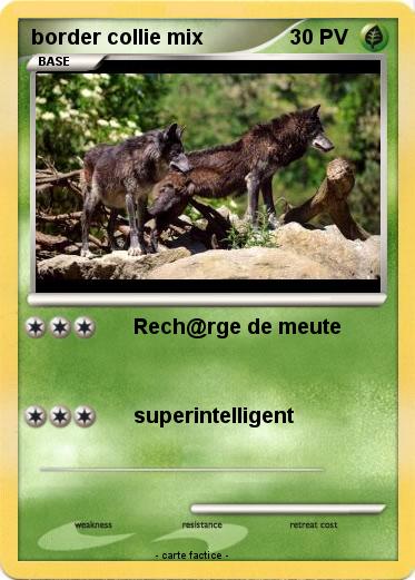 Pokemon border collie mix