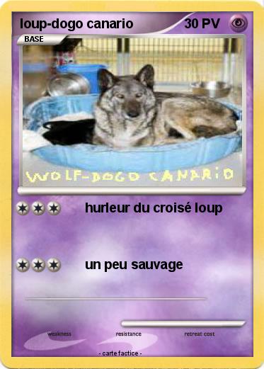 Pokemon loup-dogo canario