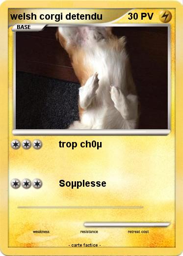 Pokemon welsh corgi detendu