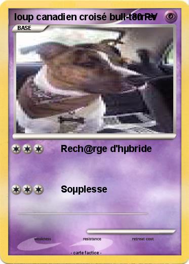 Pokemon loup canadien croisé bull-terrier