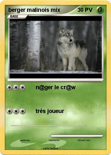 Pokemon berger malinois mix