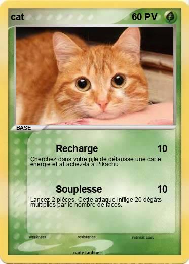 Pokemon cat
