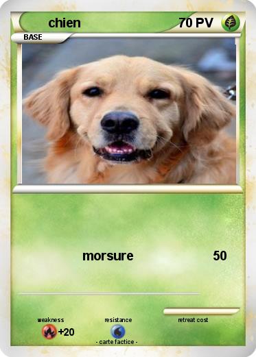 Pokemon chien